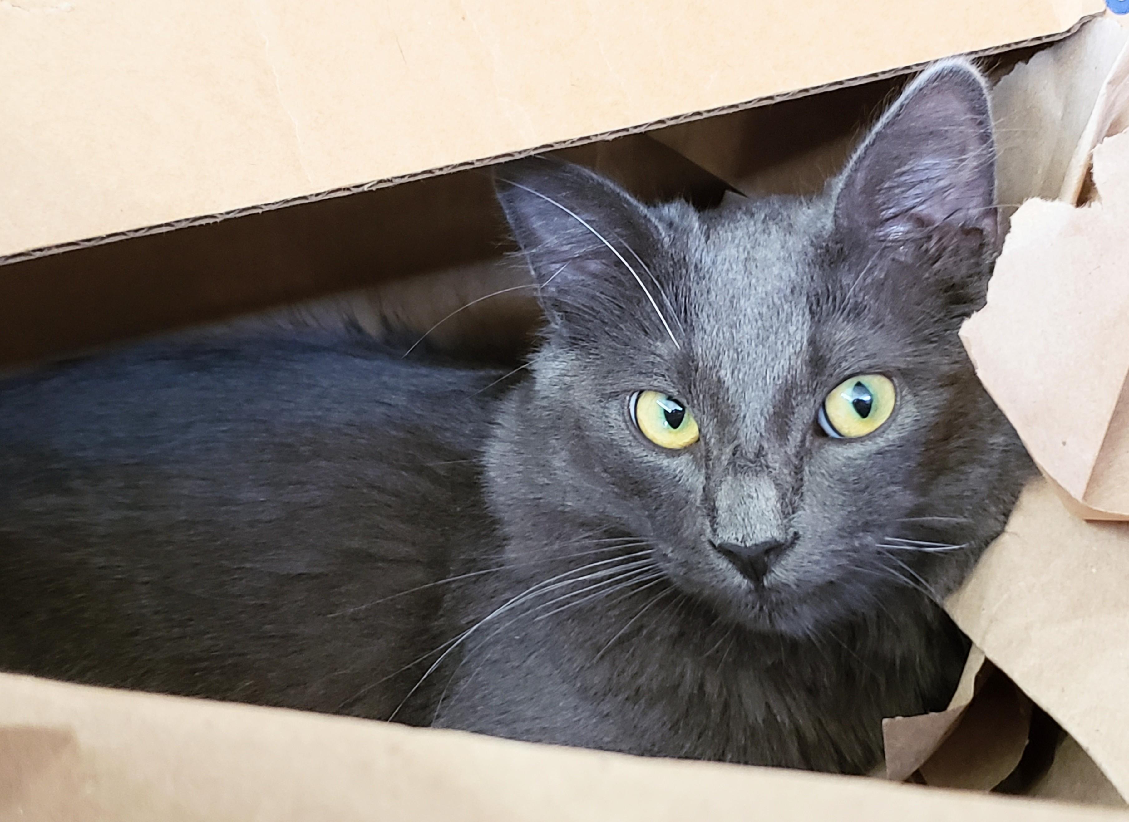 Lyonesse, an adopted mixed breed in Buena Park, CA image 4/6