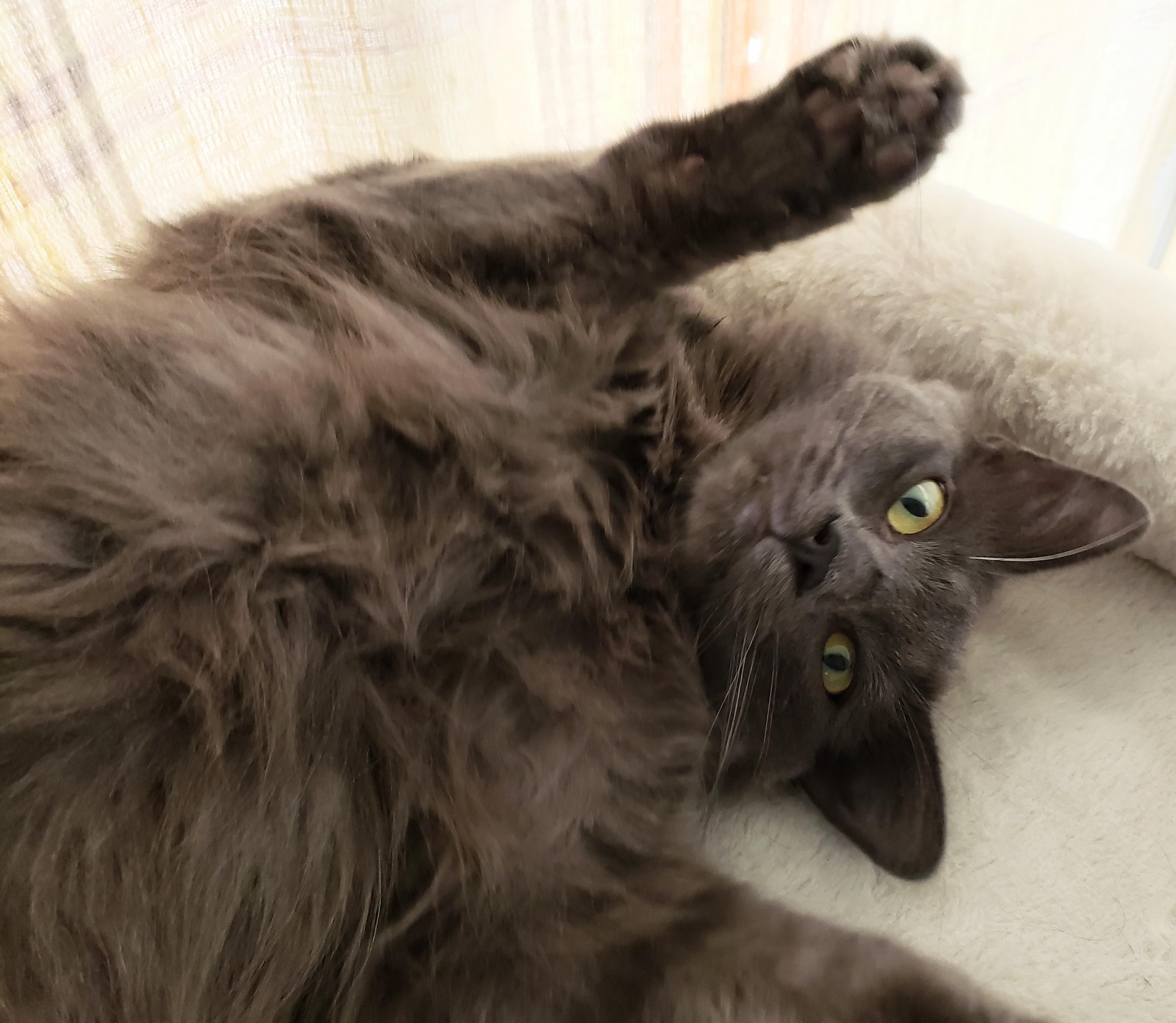 Lyonesse, adopted, Kitten Male Nebelung & Domestic Long Hair.