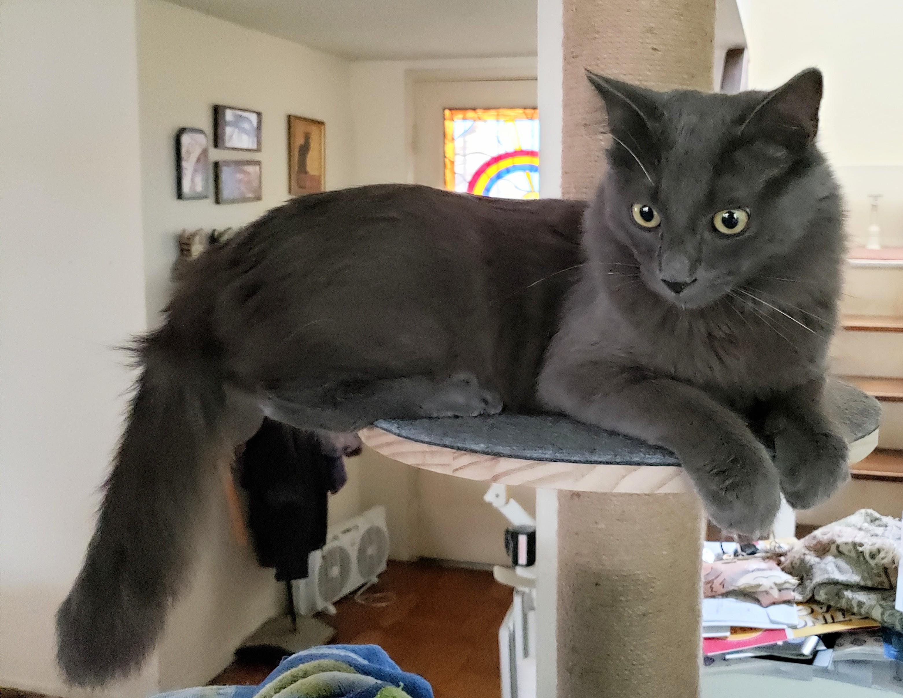 Lyonesse, an adopted mixed breed in Buena Park, CA image 5/6