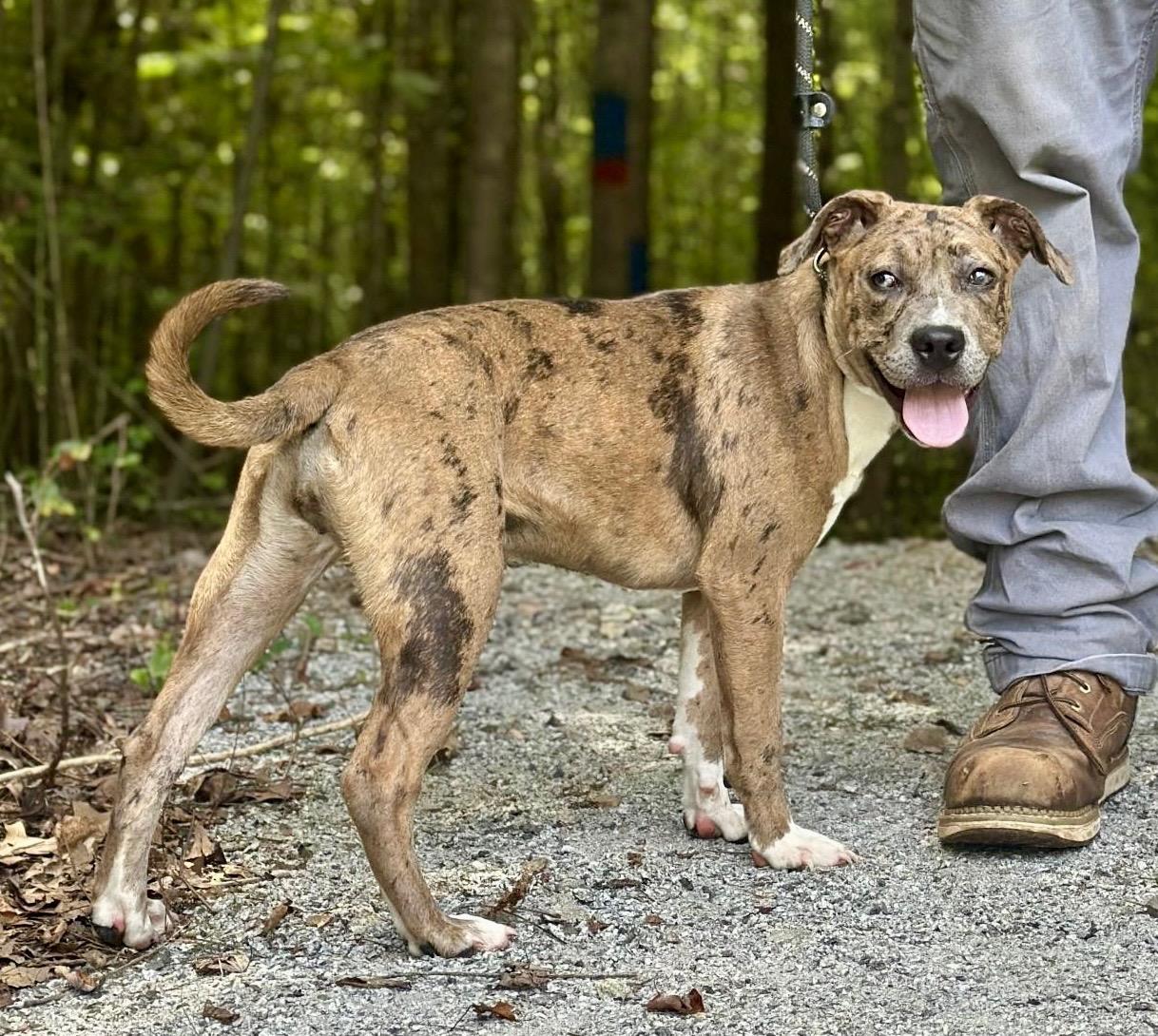 Mystic, a ADOPTABLE mixed breed in Richmond, VA image 1/6