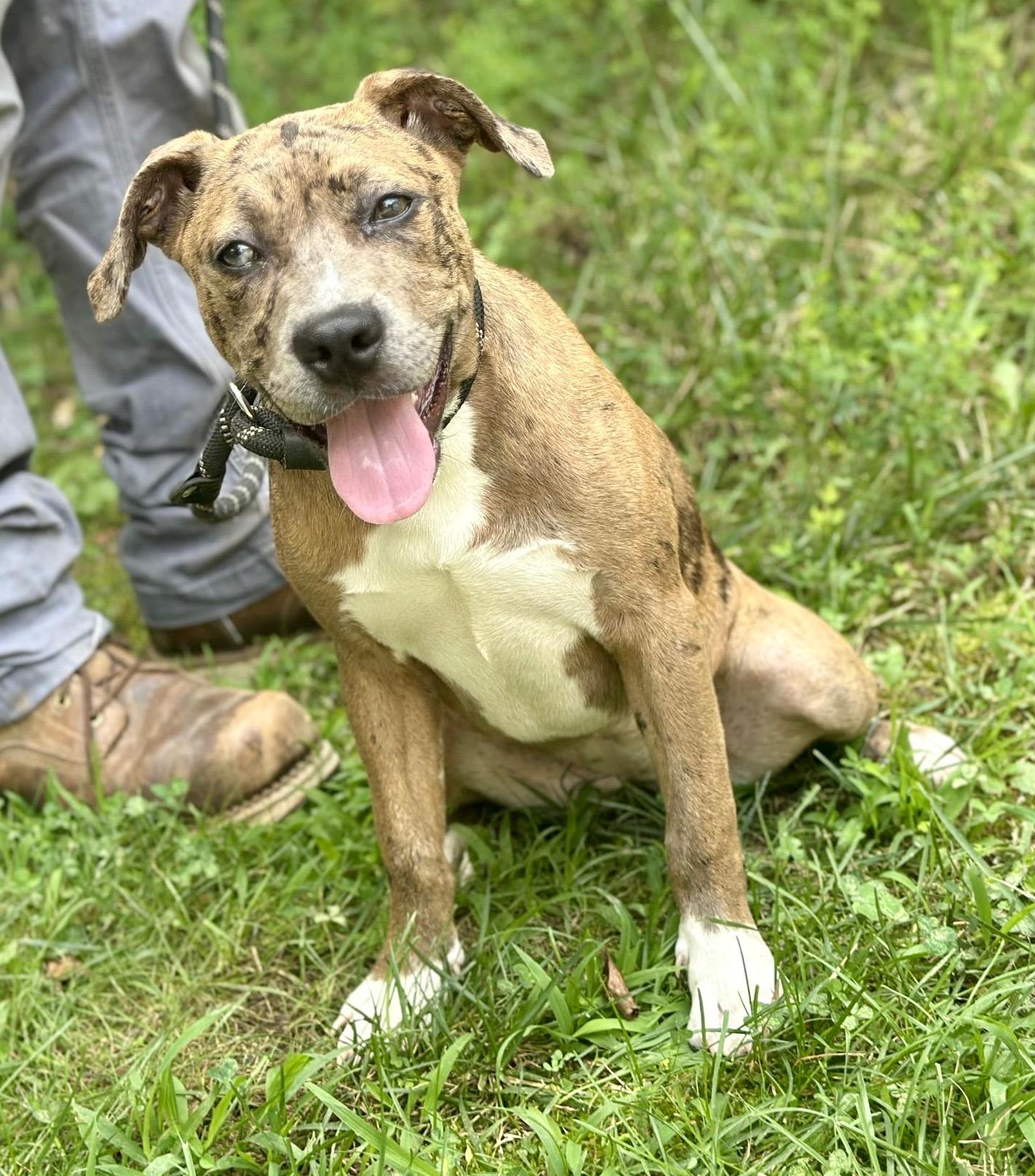 Mystic, a ADOPTABLE mixed breed in Richmond, VA image 5/6