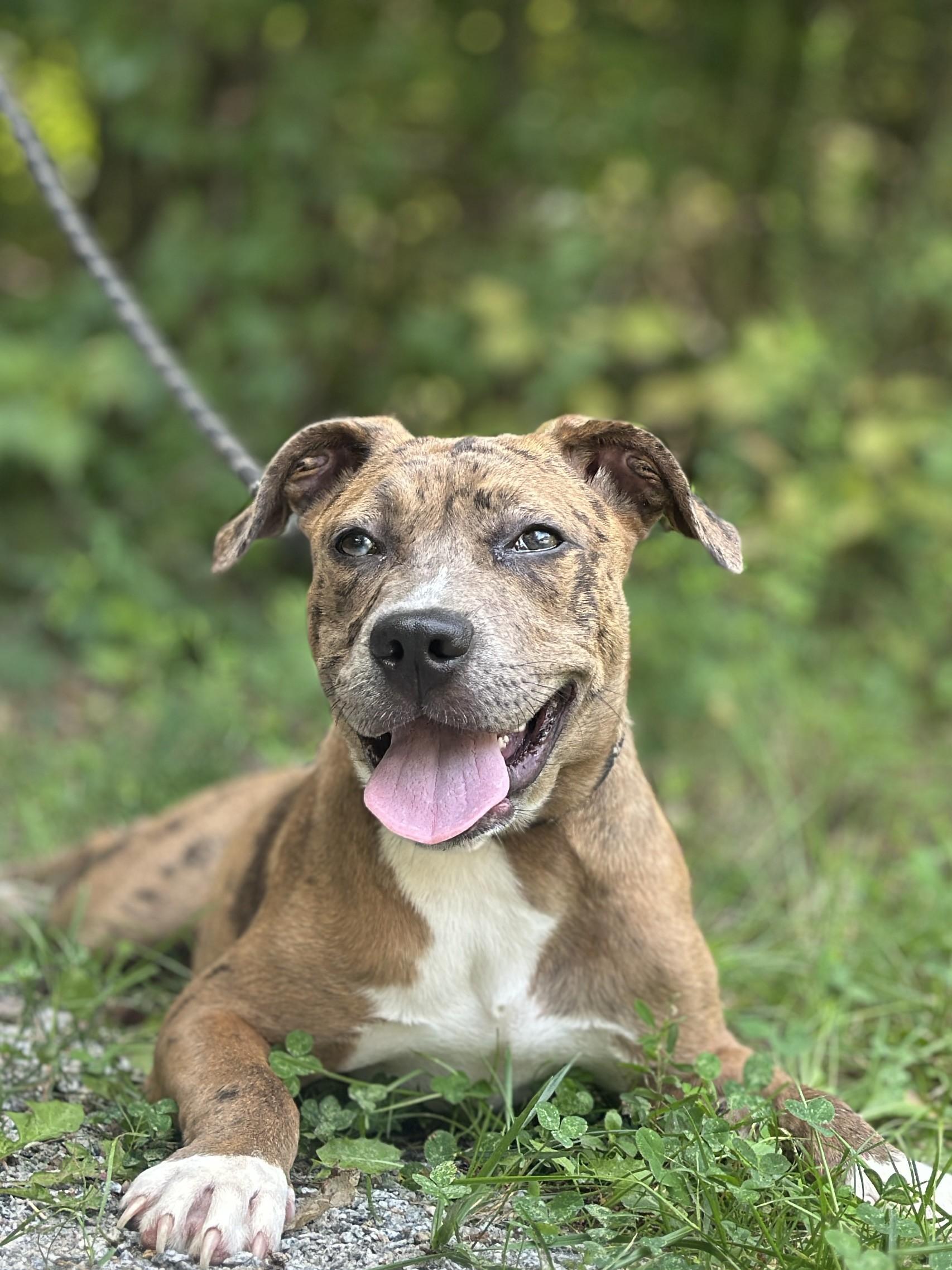 Mystic, a ADOPTABLE mixed breed in Richmond, VA image 3/6