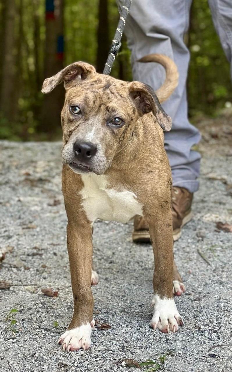 Mystic, a ADOPTABLE mixed breed in Richmond, VA image 4/6
