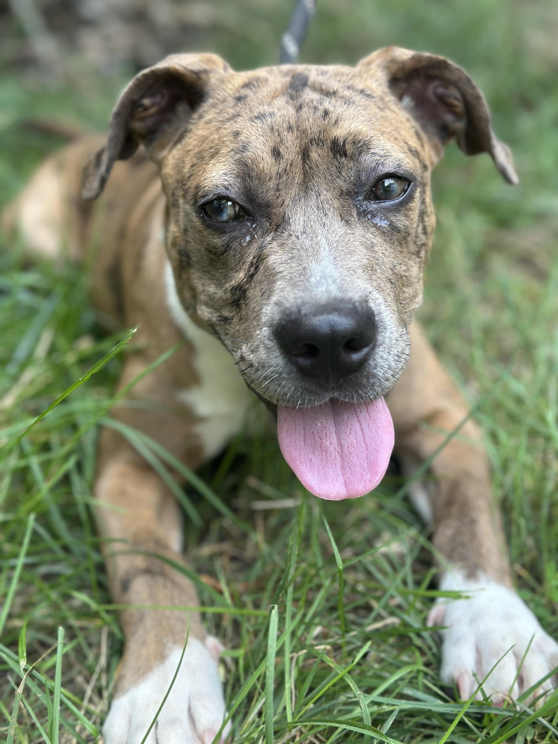Mystic, a ADOPTABLE mixed breed in Richmond, VA image 2/6