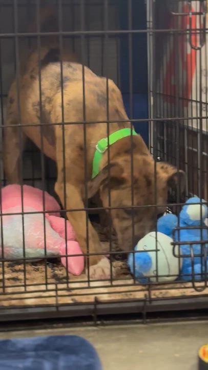 Enlarge Mystic, a ADOPTABLE mixed breed in Richmond, VA video 6/6