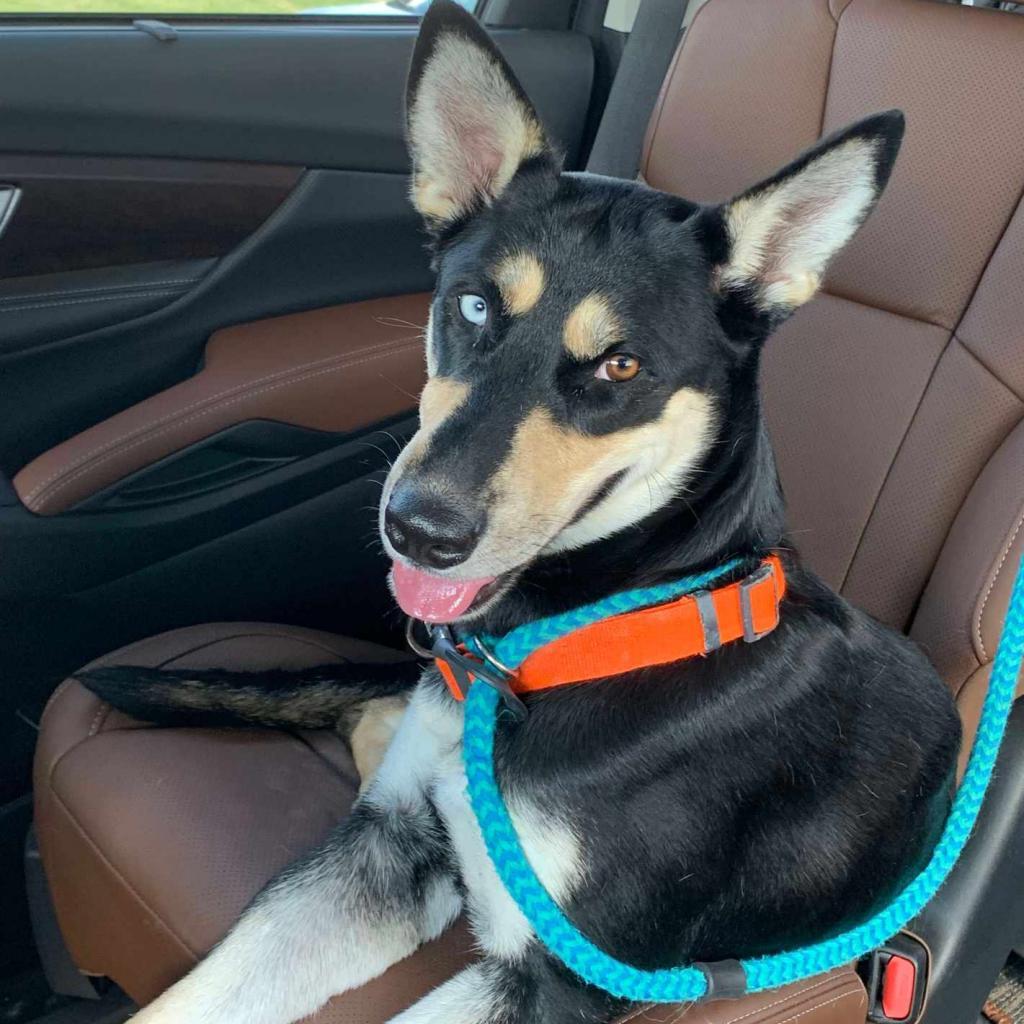 Dog for adoption Zila, an Australian Kelpie Mix in Chattanooga, TN