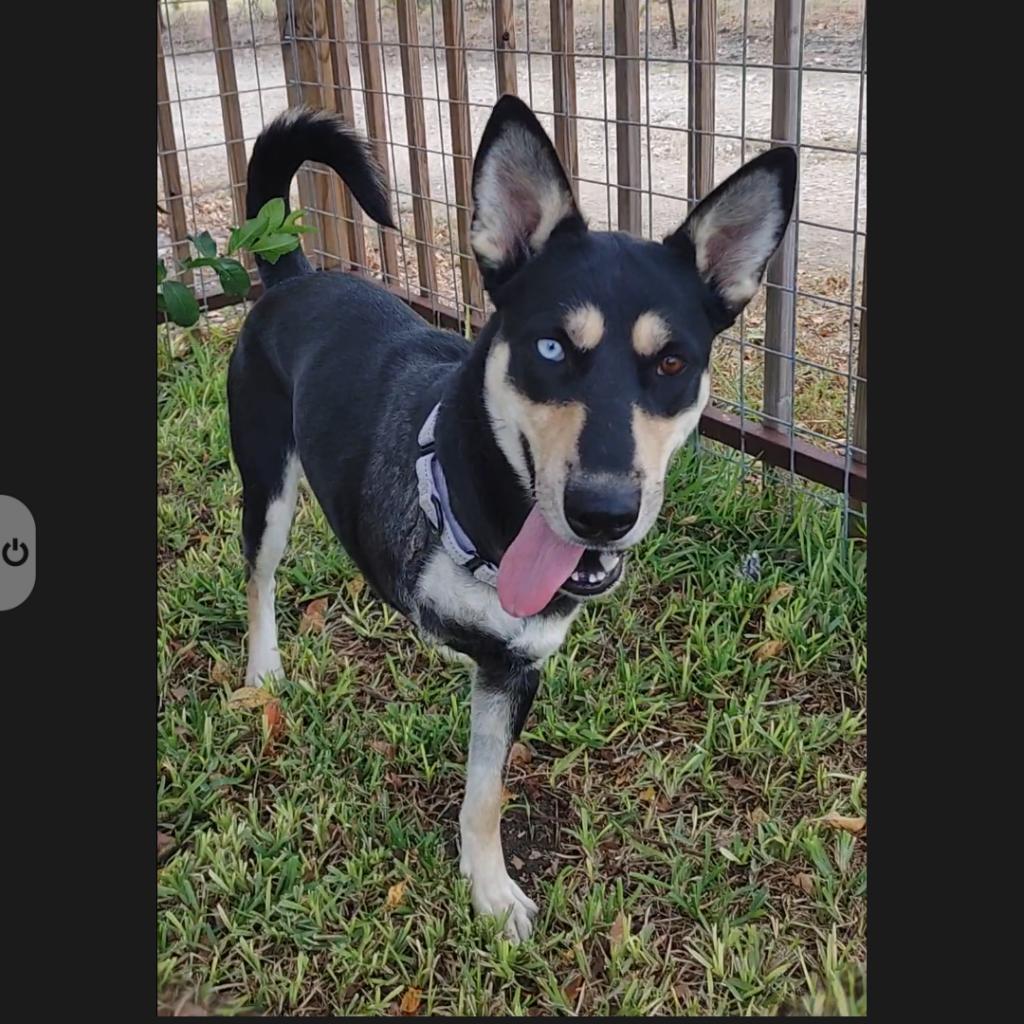 Dog for adoption Zila, an Australian Kelpie Mix in Chattanooga, TN