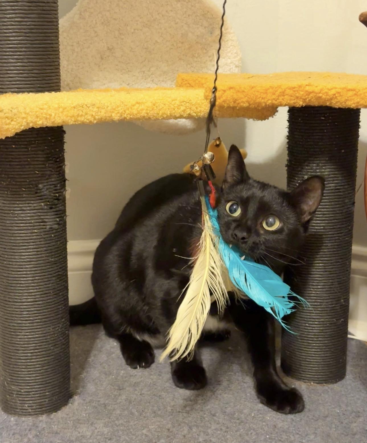 Enlarge Luna, a ADOPTABLE Domestic Short Hair in Easley, SC image 3/4