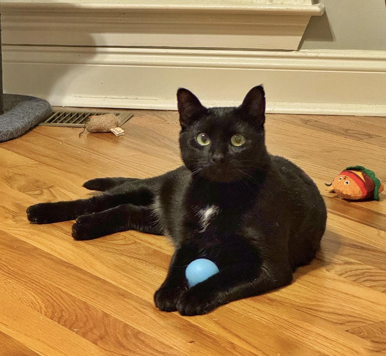 Enlarge Luna, a ADOPTABLE Domestic Short Hair in Easley, SC image 1/4