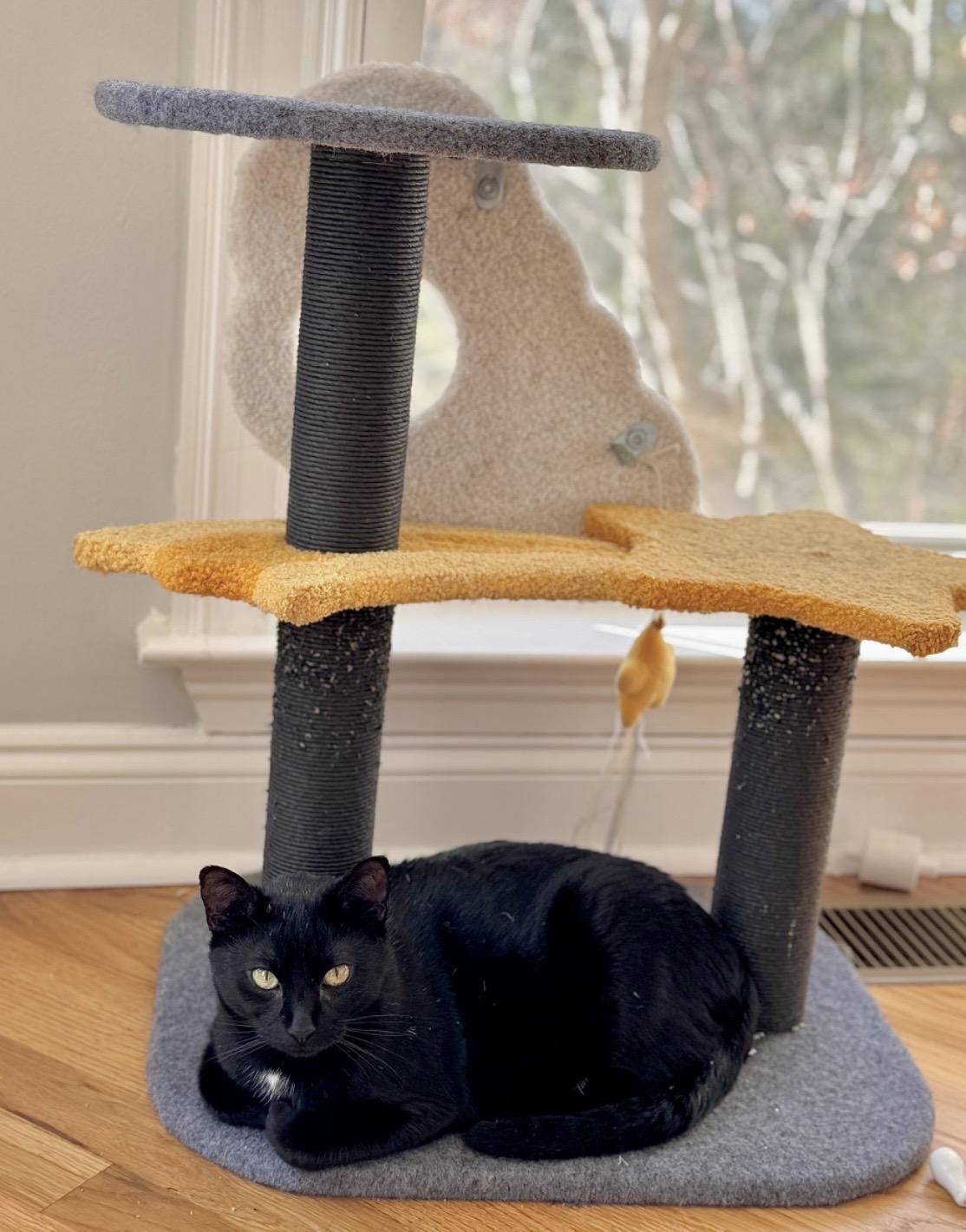 Enlarge Luna, a ADOPTABLE Domestic Short Hair in Easley, SC image 4/4