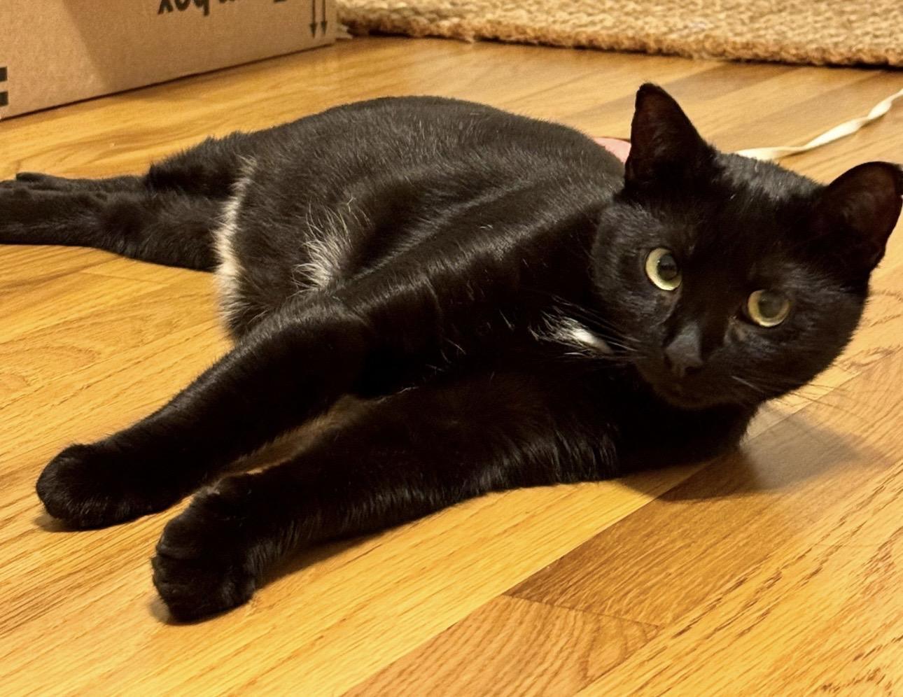 Enlarge Luna, a ADOPTABLE Domestic Short Hair in Easley, SC image 2/4