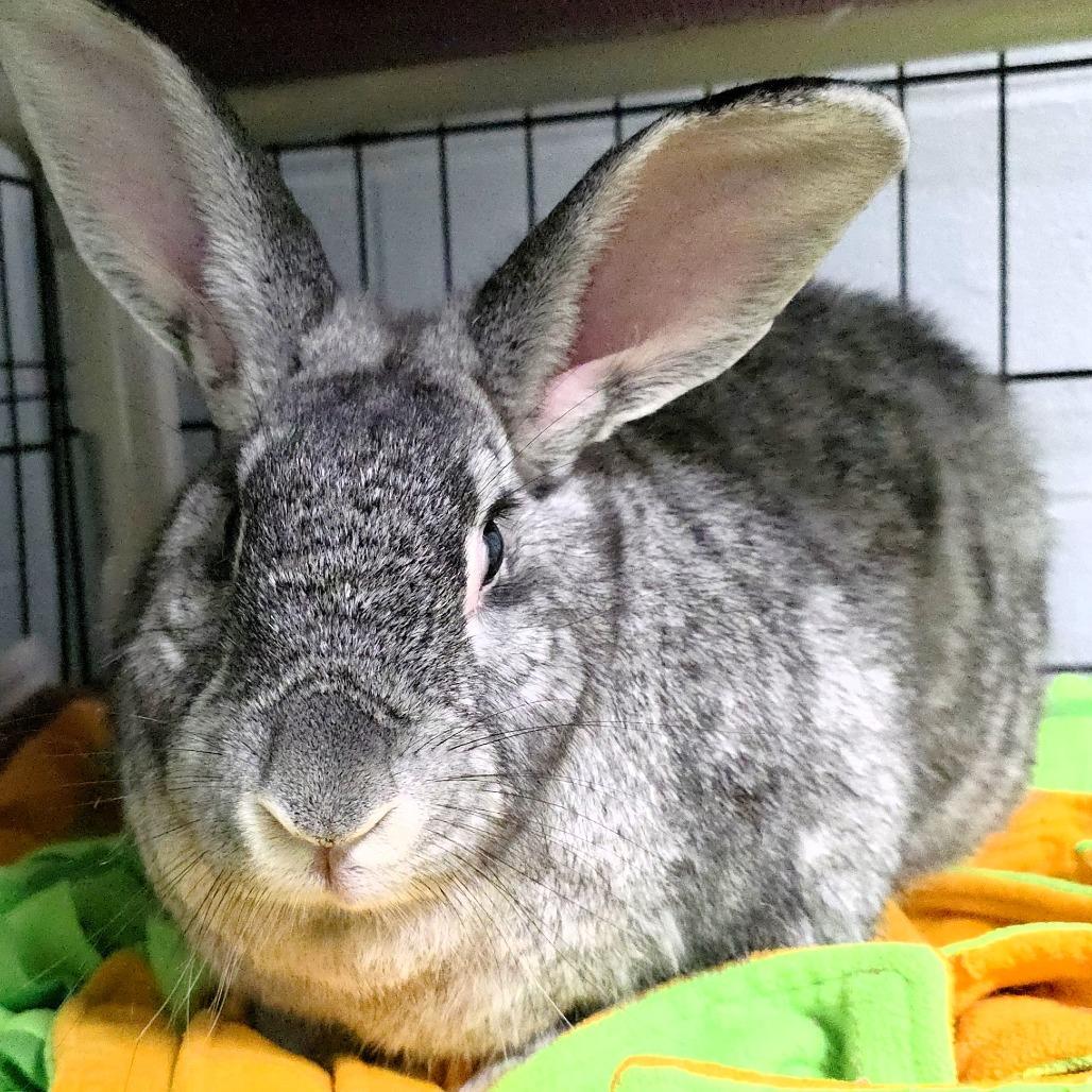 Spice, Adoptable, Adult Female New Zealand & English Lop.