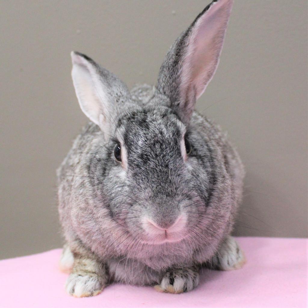 Enlarge Spice, a Adoptable mixed breed in Michigan City, IN image 2/6