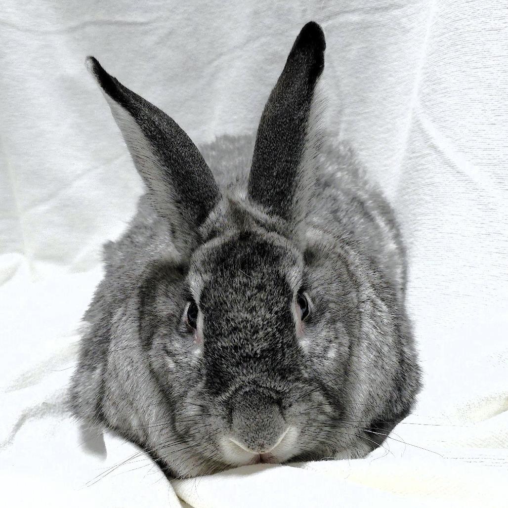 Enlarge Spice, a Adoptable mixed breed in Michigan City, IN image 2/6