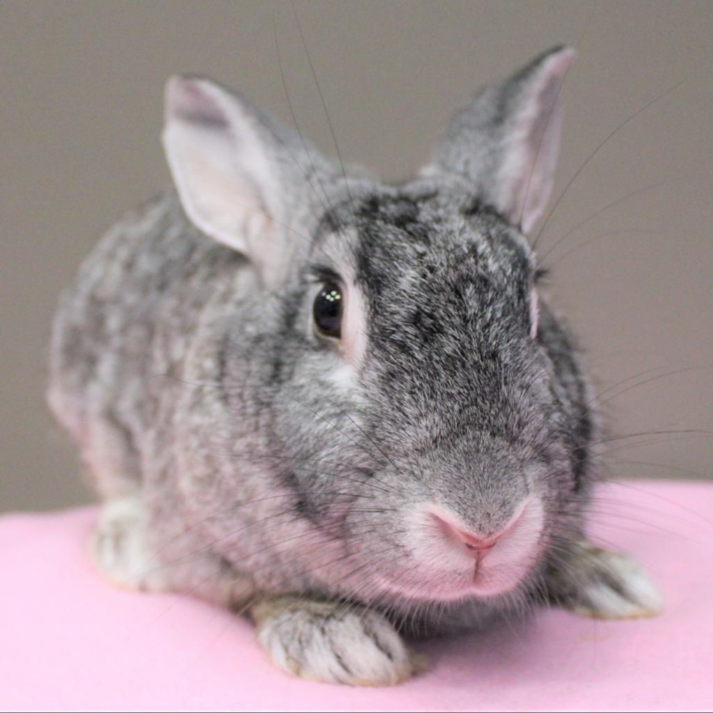 Enlarge Spice, a Adoptable mixed breed in Michigan City, IN image 3/6