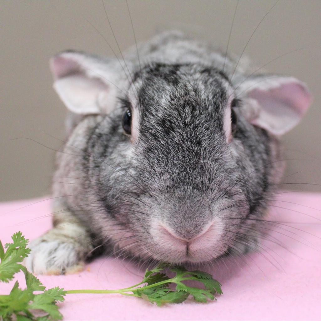 Enlarge Spice, a Adoptable mixed breed in Michigan City, IN image 4/6