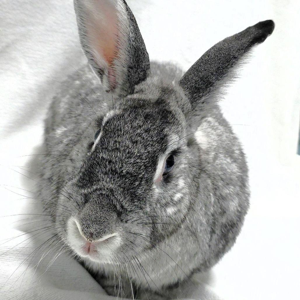 Enlarge Spice, a Adoptable mixed breed in Michigan City, IN image 4/6