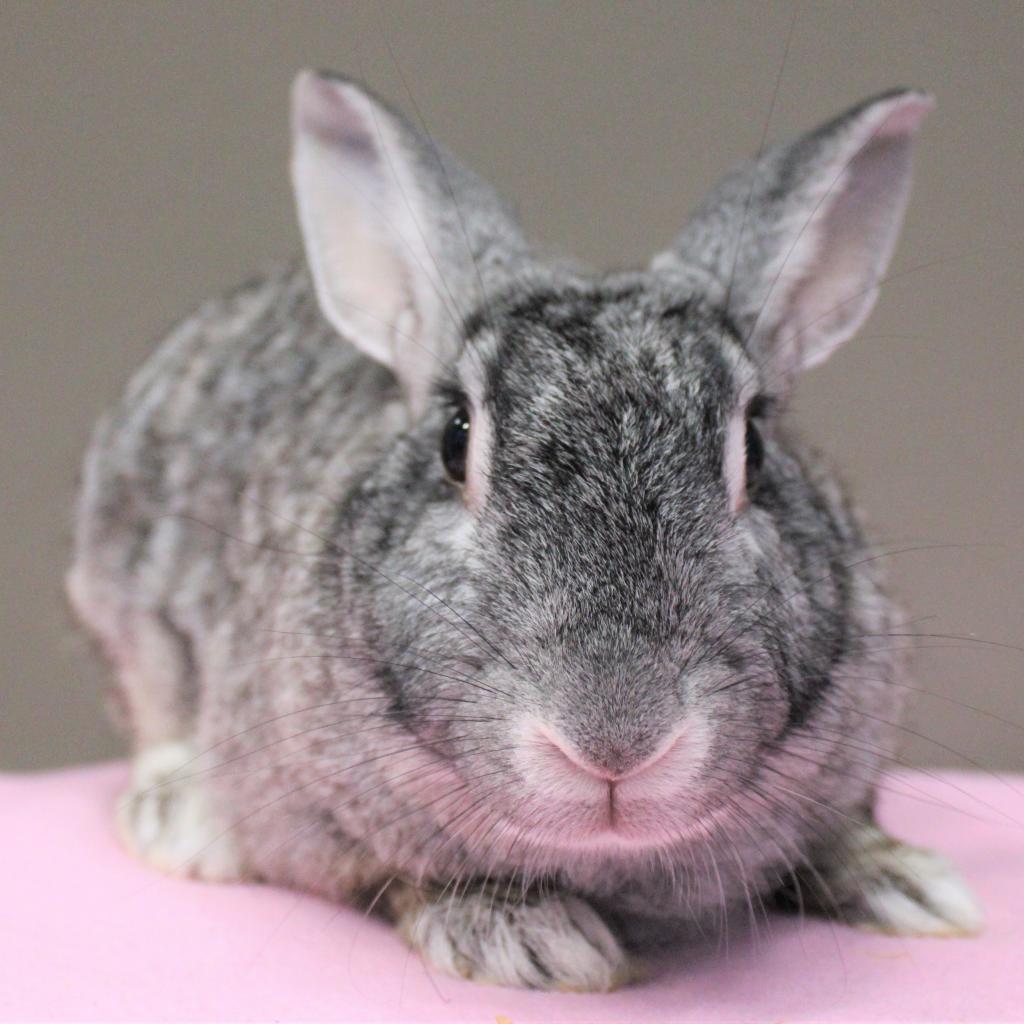 Enlarge Spice, a Adoptable mixed breed in Michigan City, IN image 5/6