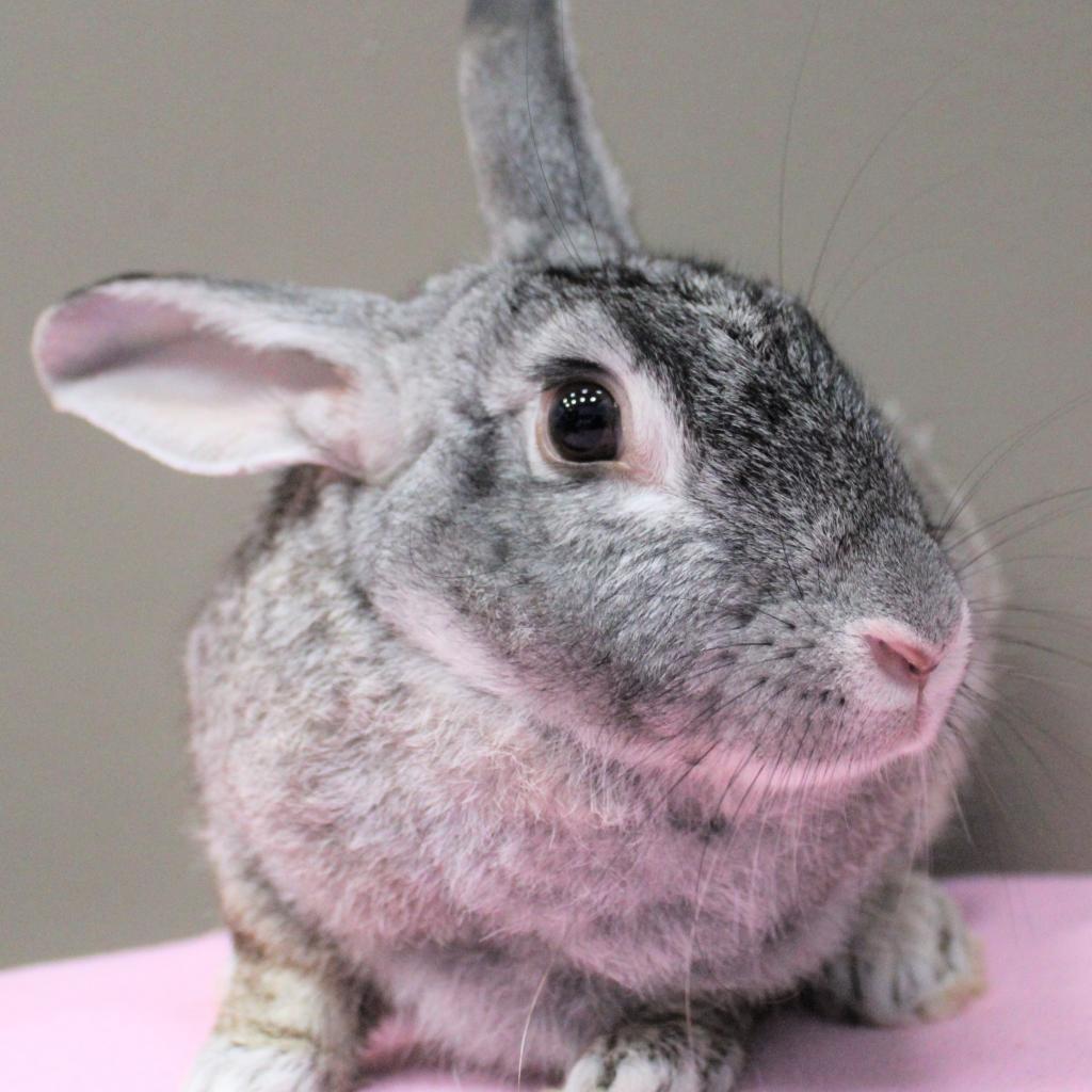 Enlarge Spice, a Adoptable mixed breed in Michigan City, IN image 6/6