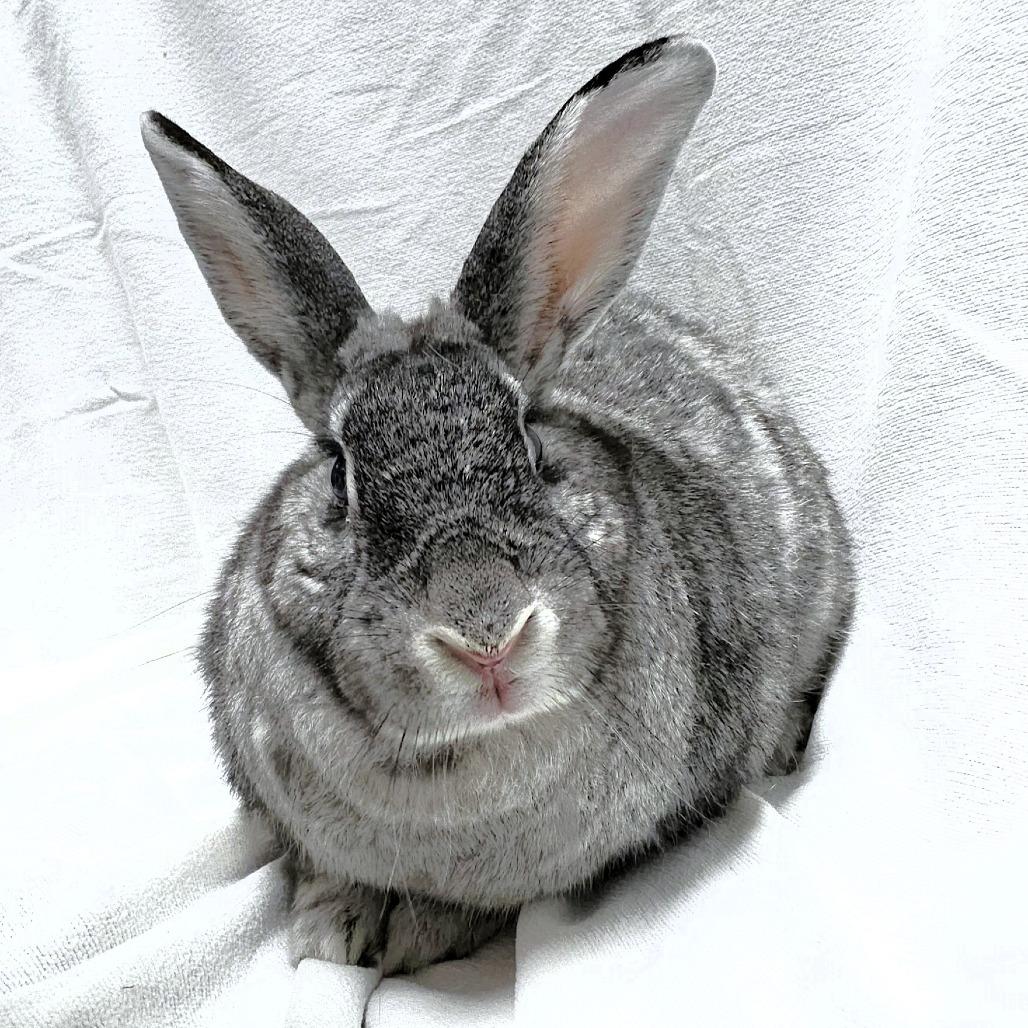 Enlarge Spice, a Adoptable mixed breed in Michigan City, IN image 5/6