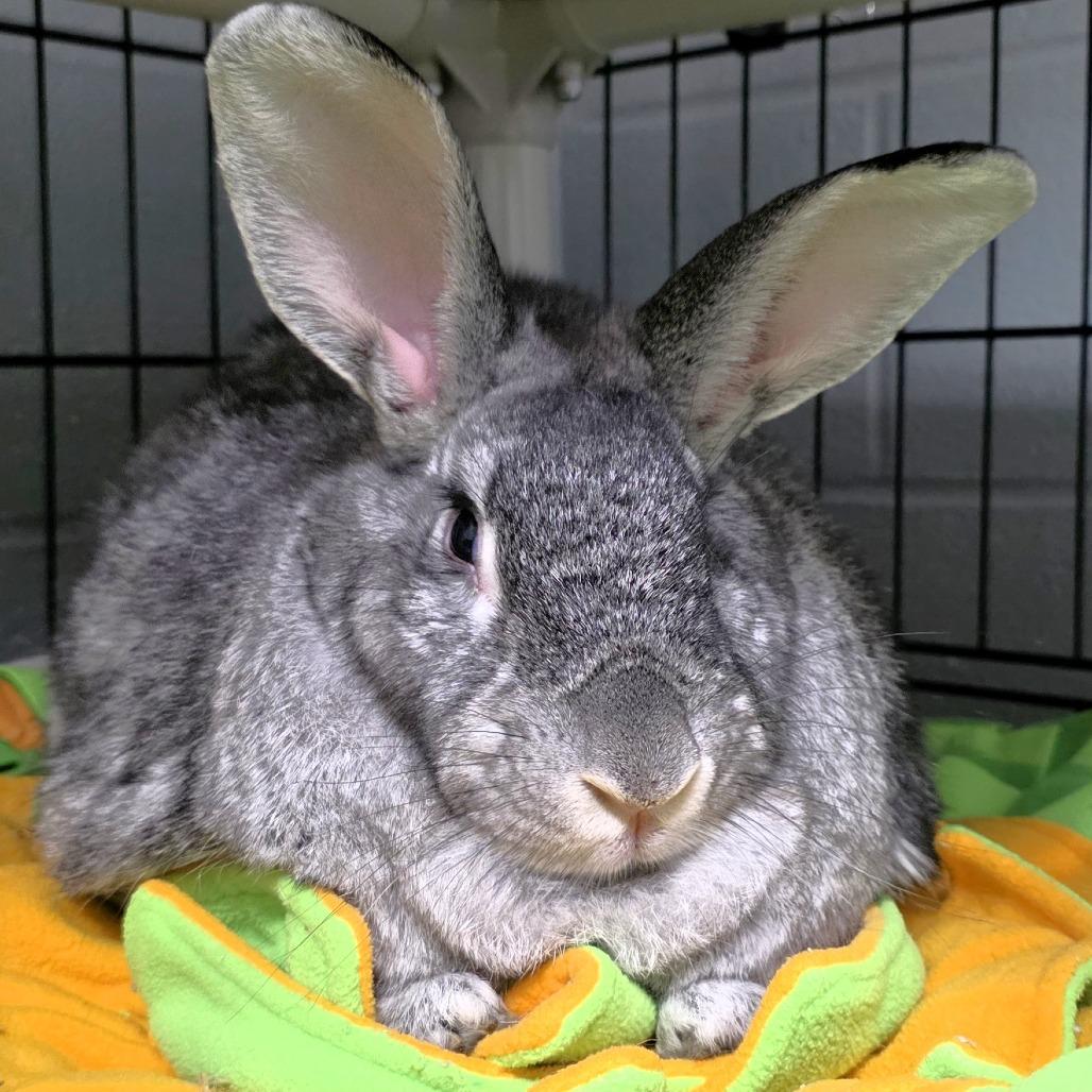 Enlarge Spice, a Adoptable mixed breed in Michigan City, IN image 6/6