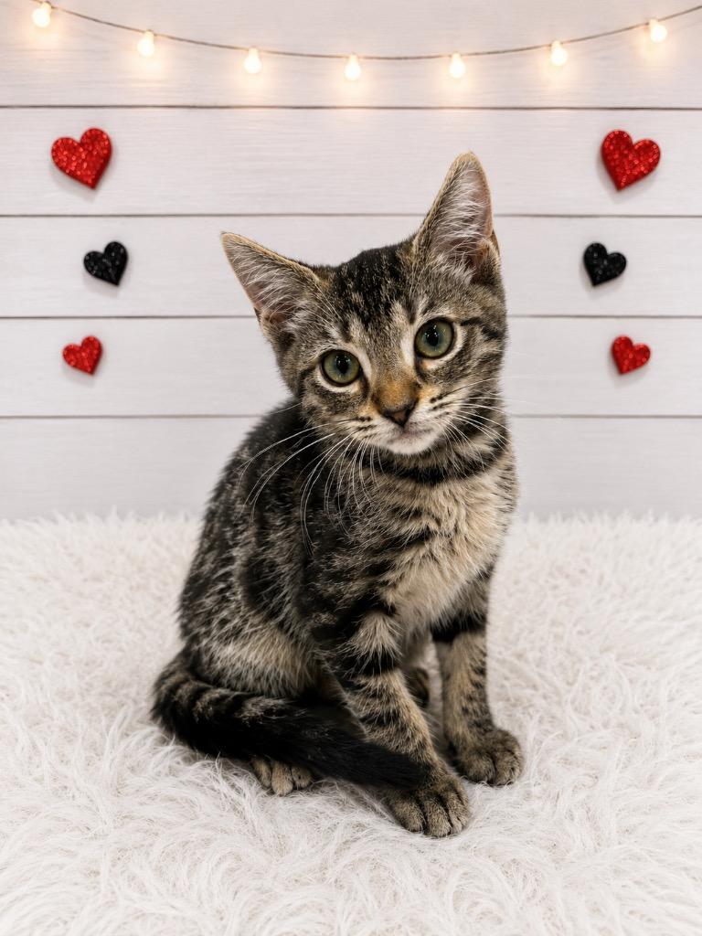 Enlarge Aquaman, a Adoptable mixed breed in Corpus Christi, TX image 1/1