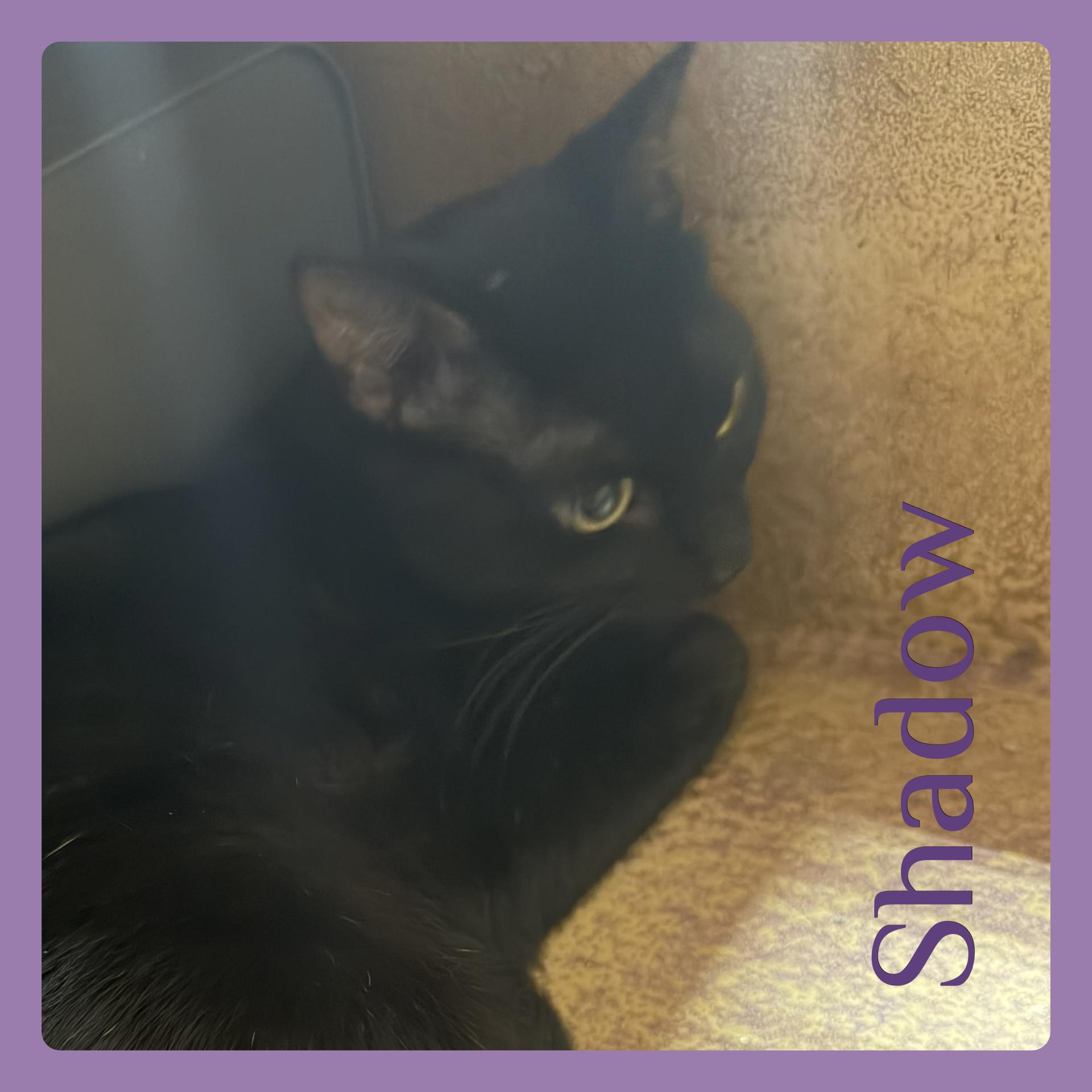 Enlarge SHADOW , an adopted Tabby in Lawton, OK image 1/1