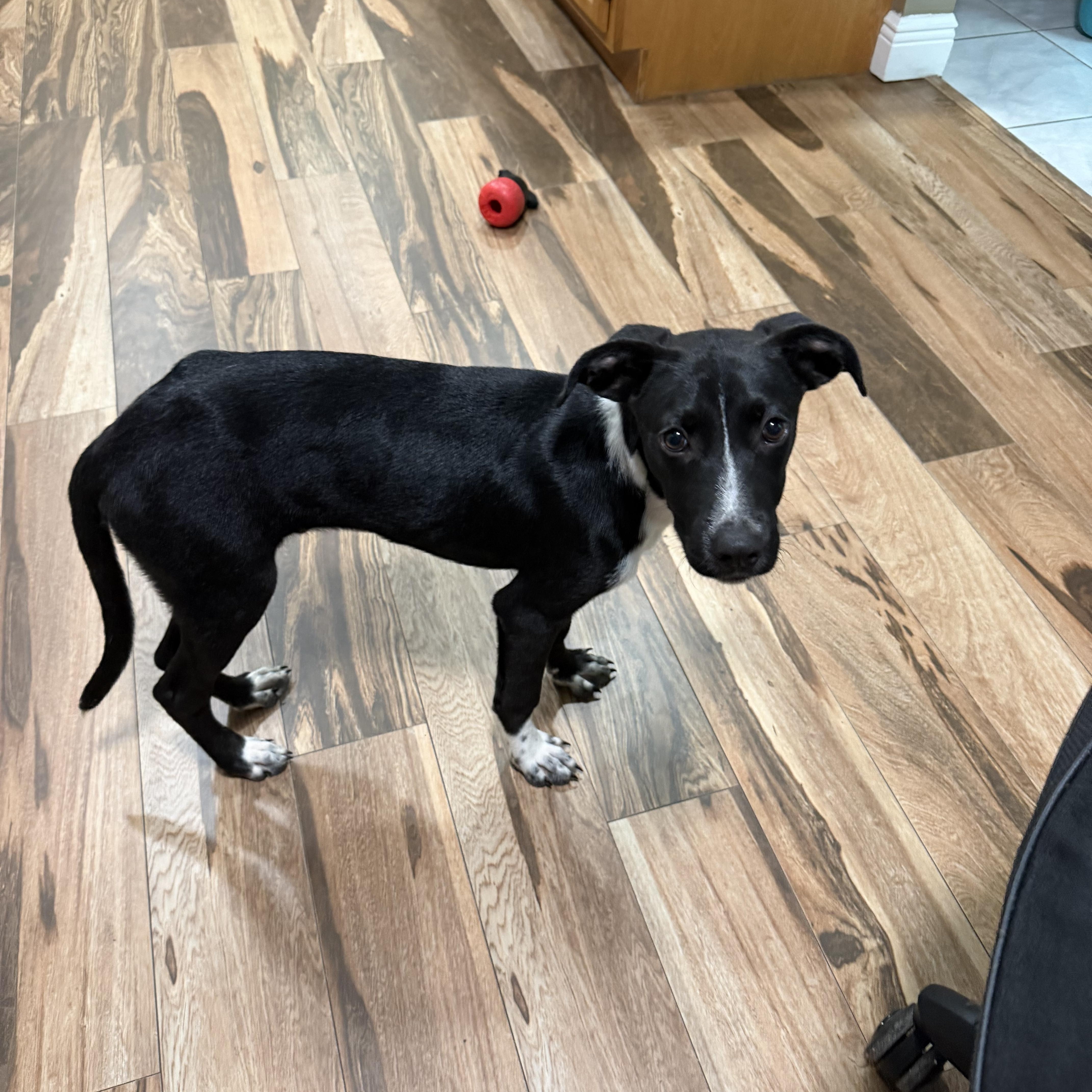 Robin, Adoptable, Puppy Male Black Labrador Retriever.