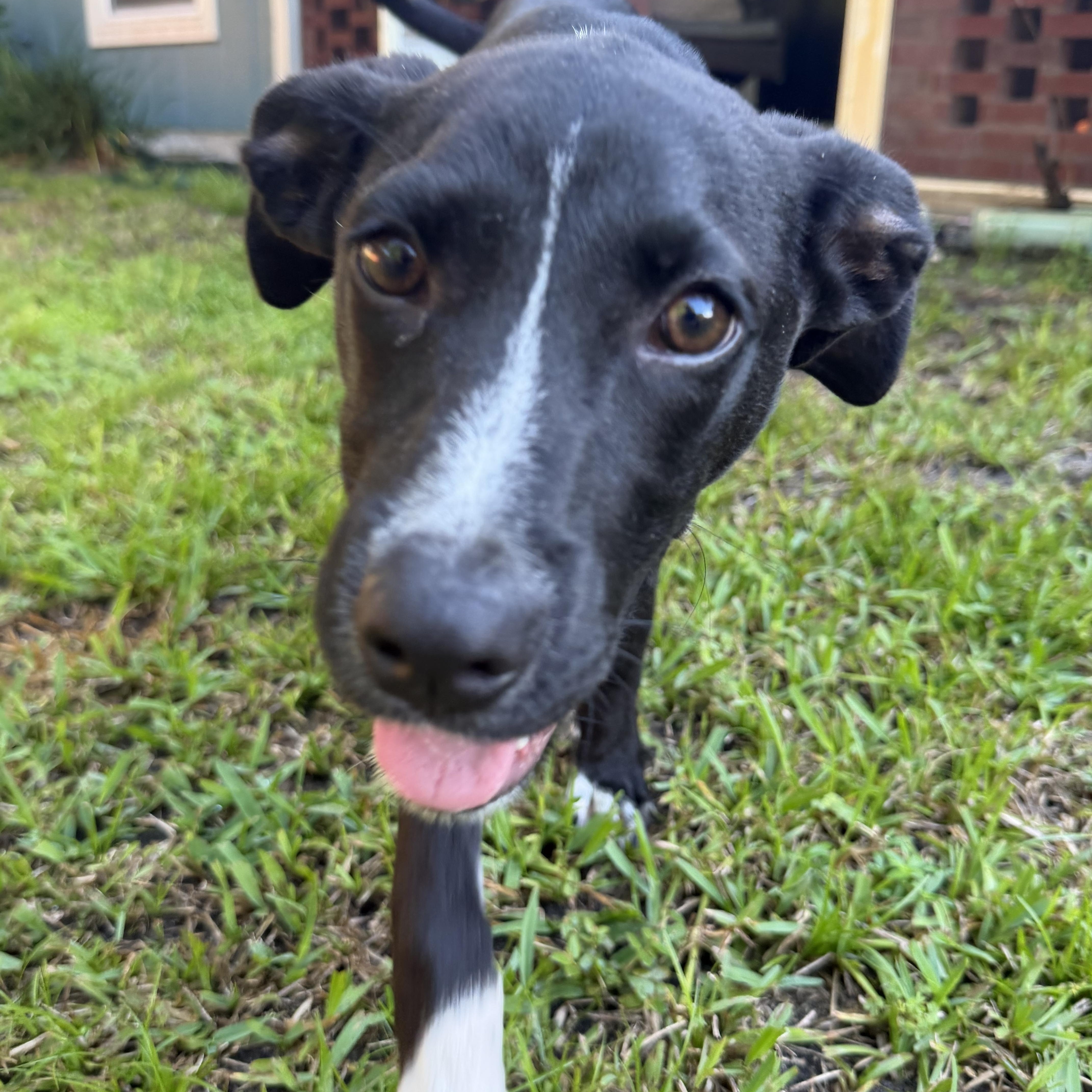 Enlarge Robin, a Adoptable mixed breed in Port Saint Lucie, FL image 5/5