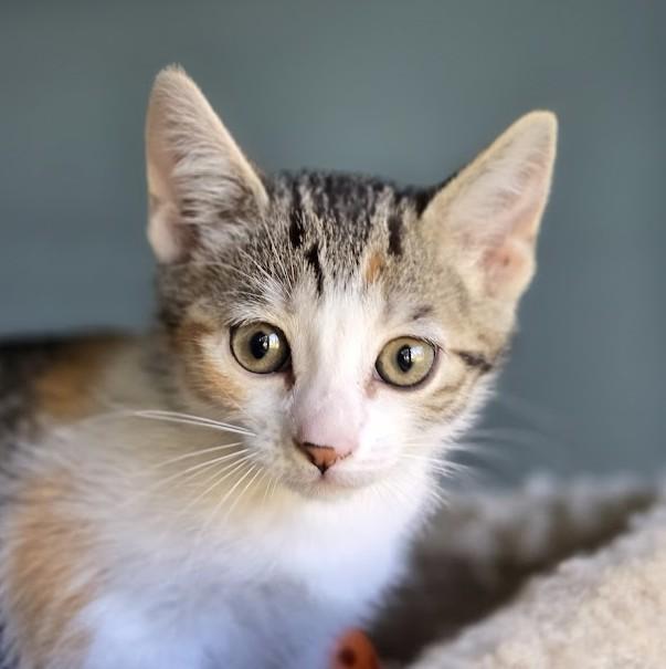 Sally, a ADOPTABLE Domestic Short Hair in Wilmington, NC image 2/3