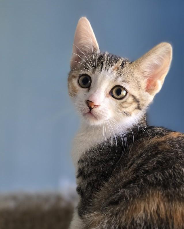 Sally, a ADOPTABLE Domestic Short Hair in Wilmington, NC image 1/3