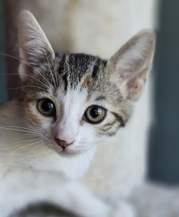 Sally, a ADOPTABLE Domestic Short Hair in Wilmington, NC image 3/3