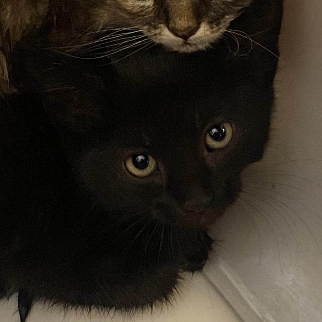 Tweezer (26-2Z-3), a Adoptable Domestic Short Hair in Rifle, CO image 1/2