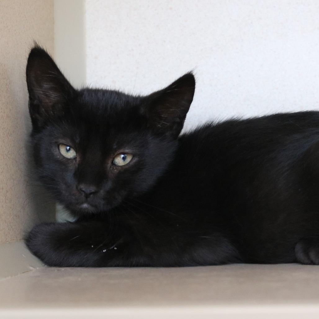 Tweezer (26-2Z-3), a Adoptable Domestic Short Hair in Rifle, CO image 2/2