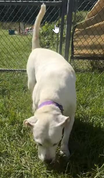 Enlarge Dutches - Foster to Adopt, a Adopted Yellow Labrador Retriever in Boonton, NJ image 2/4