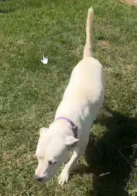 Enlarge Dutches - Foster to Adopt, a Adopted Yellow Labrador Retriever in Boonton, NJ image 3/4