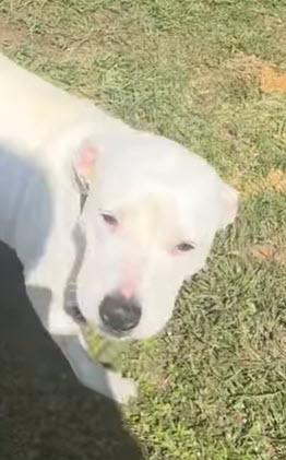 Dutches - Foster to Adopt, Adopted, Young Female Yellow Labrador Retriever.