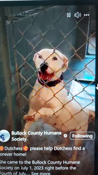 Enlarge Dutches - Foster to Adopt, a Adopted Yellow Labrador Retriever in Boonton, NJ video 4/4