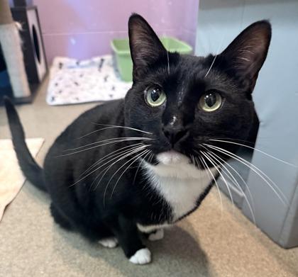 Karma, Adoptable, Young Male Domestic Short Hair & Domestic Short Hair.