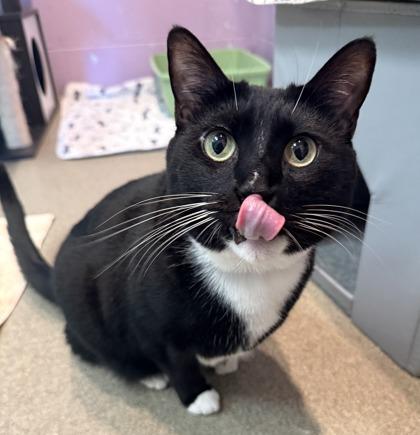 Karma, a Adoptable mixed breed in Palm Coast, FL image 2/3