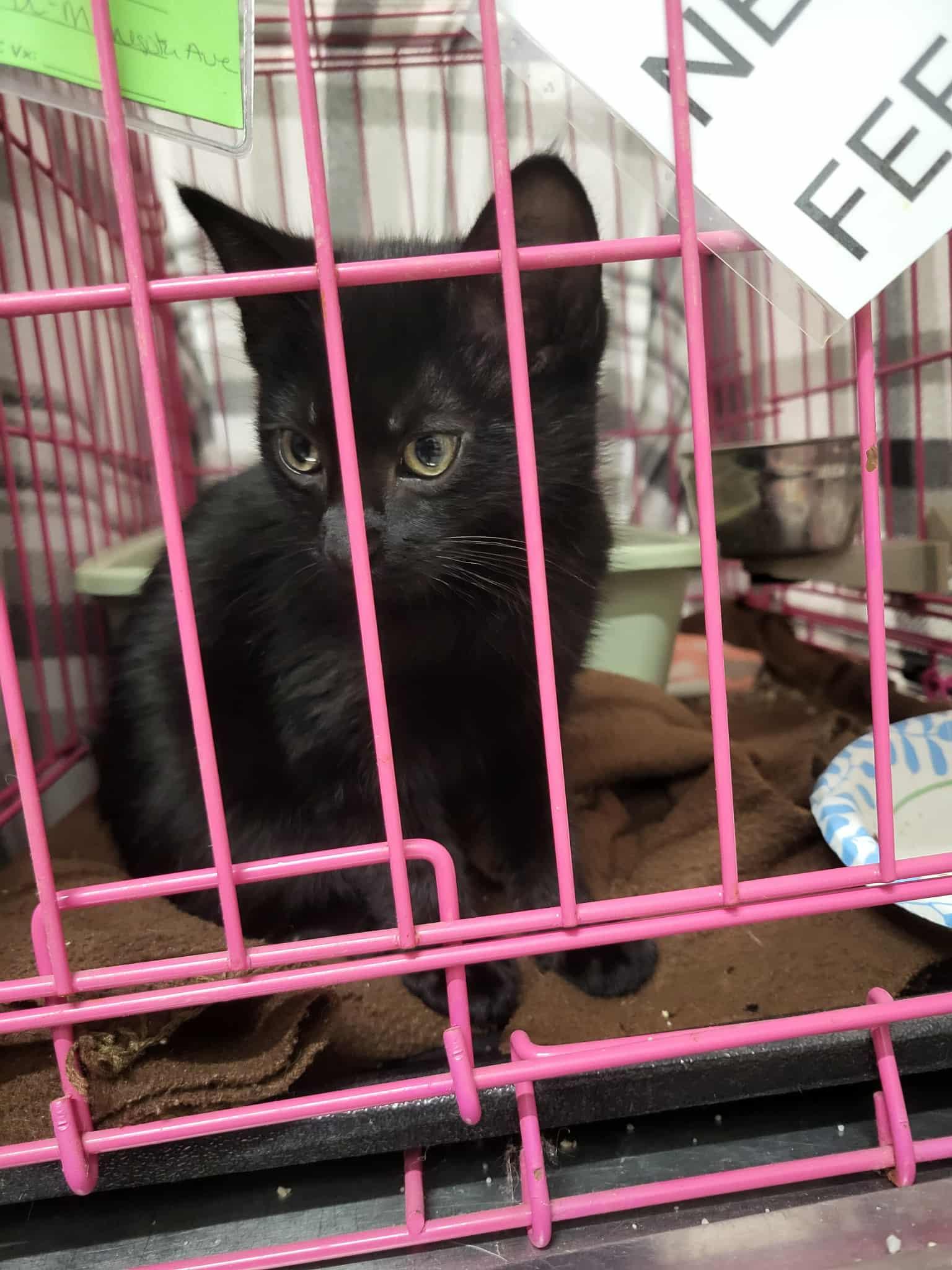 Enlarge Hydra, a Adoptable Domestic Short Hair in Detroit Lakes, MN image 1/1
