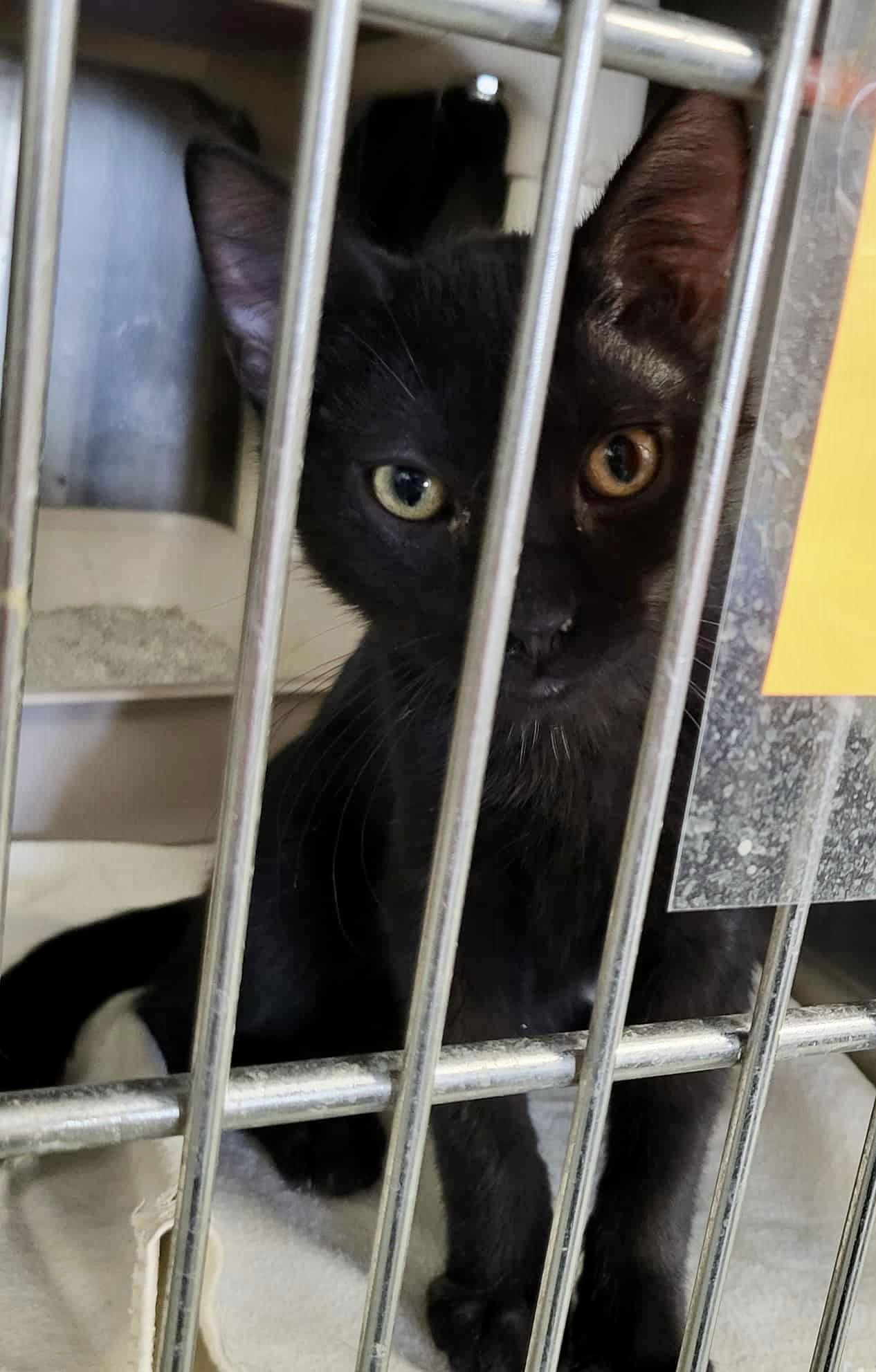 Enlarge Hydra, a Adoptable Domestic Short Hair in Detroit Lakes, MN image 1/3