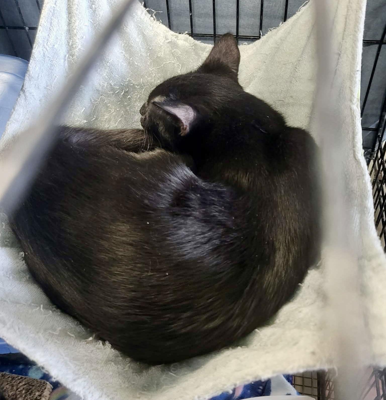 Enlarge Hydra, a Adoptable Domestic Short Hair in Detroit Lakes, MN image 2/3