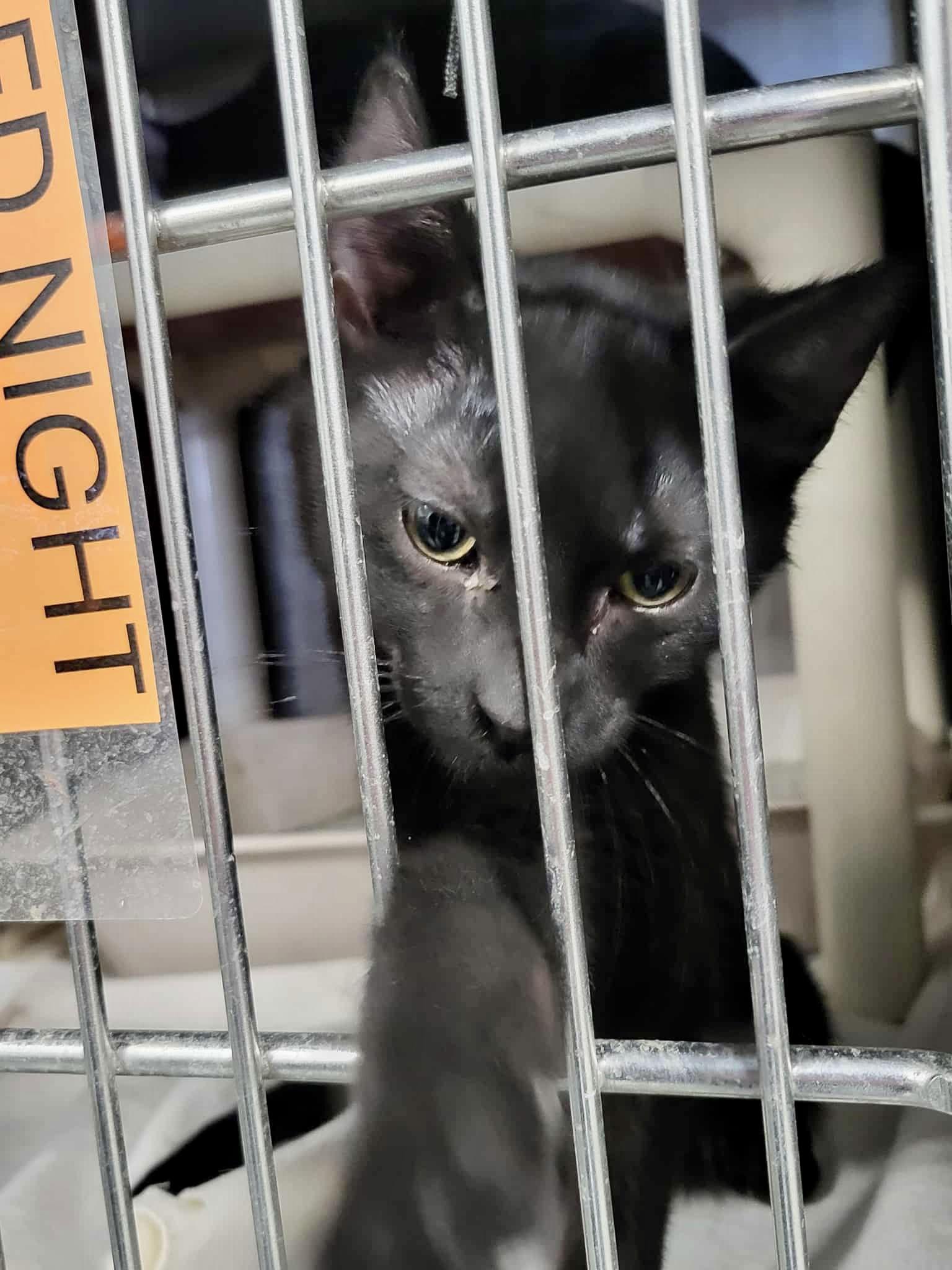 Enlarge Hydra, a Adoptable Domestic Short Hair in Detroit Lakes, MN image 2/3