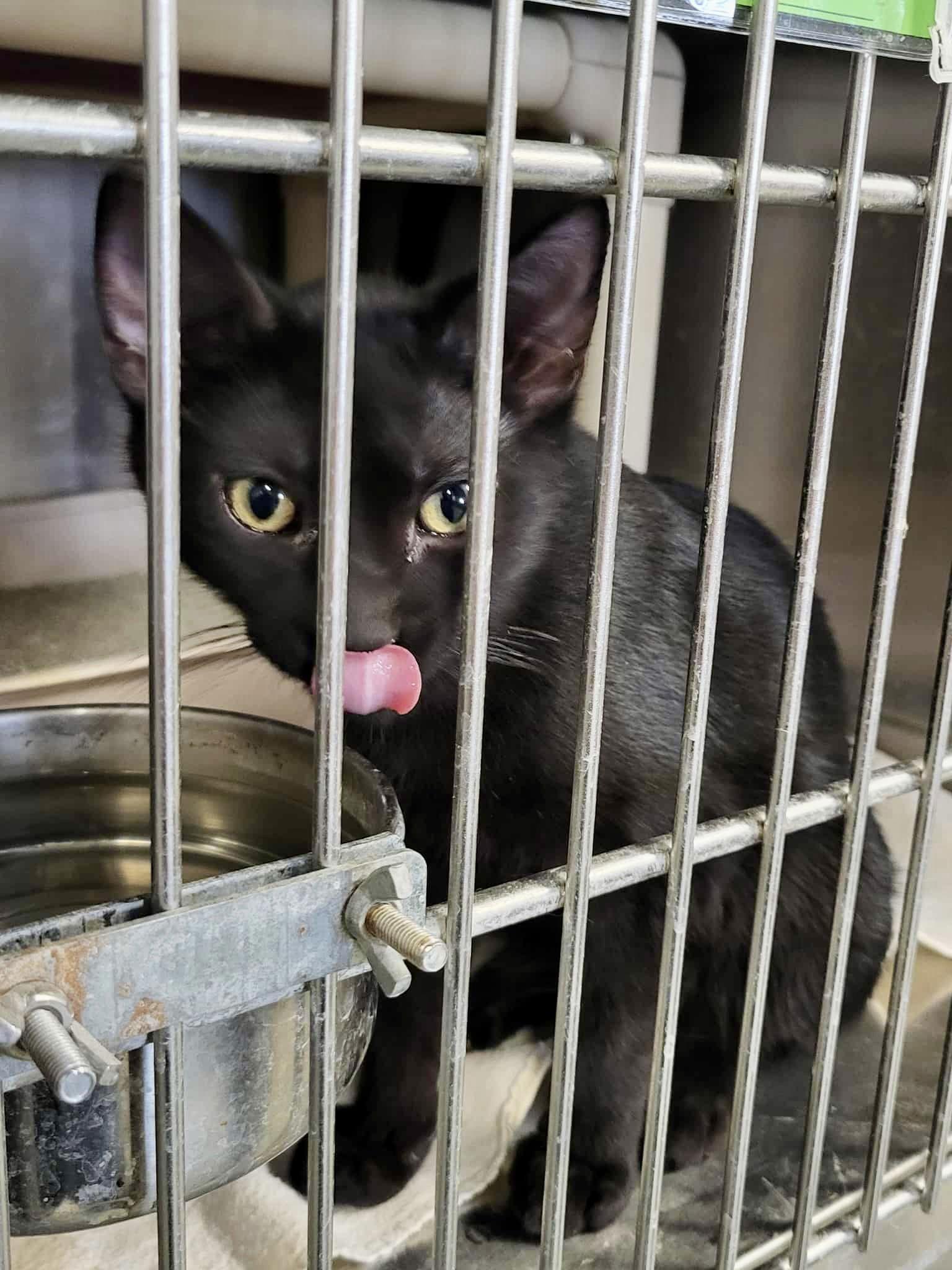 Enlarge Hydra, a Adoptable Domestic Short Hair in Detroit Lakes, MN image 3/3