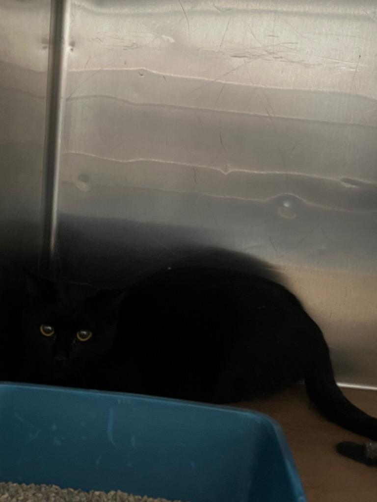 Torok, Adoptable, Young Male Domestic Short Hair.