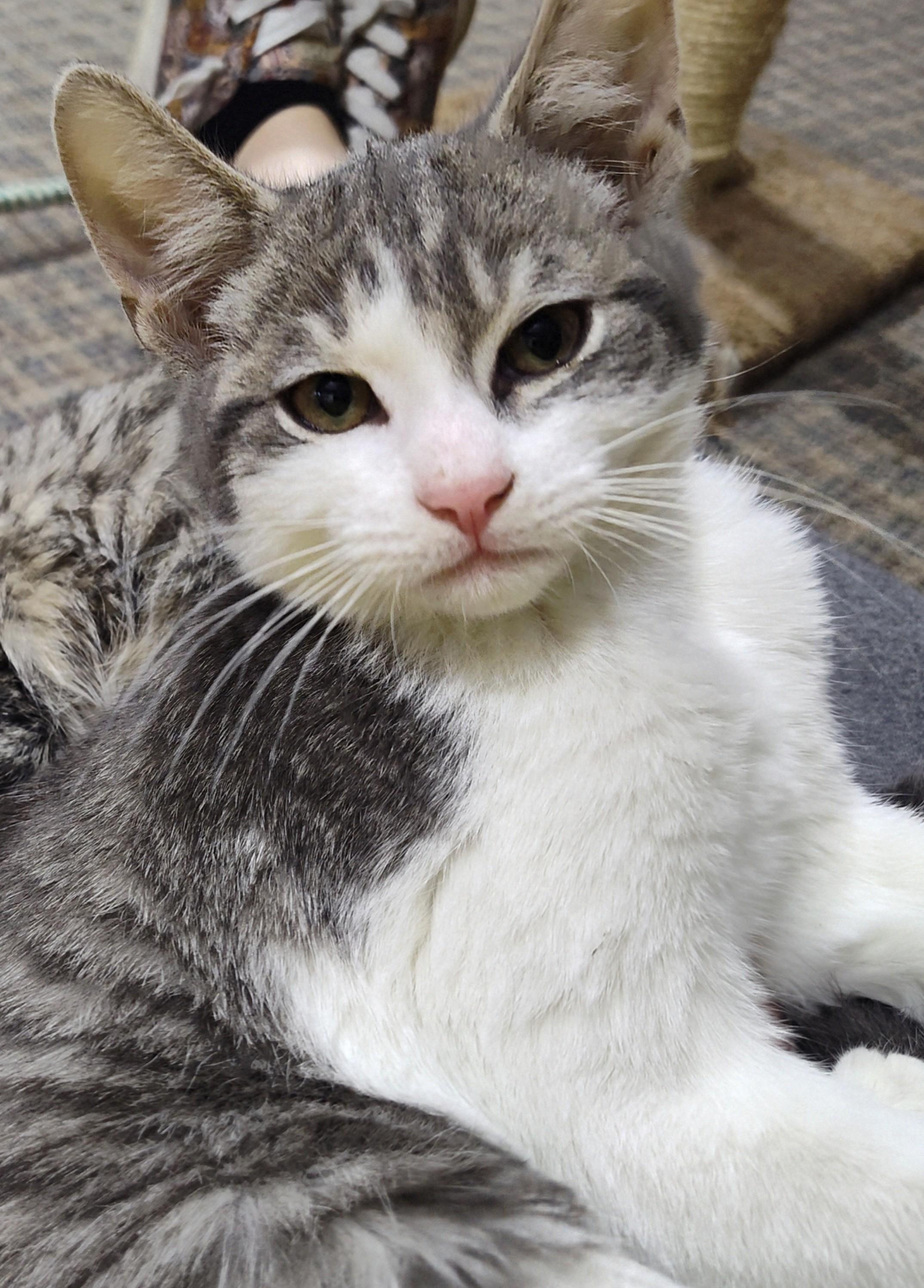 Bowser, an adoptable Domestic Short Hair in BURNABY, BC, V3J 1N3 | Photo Image 1