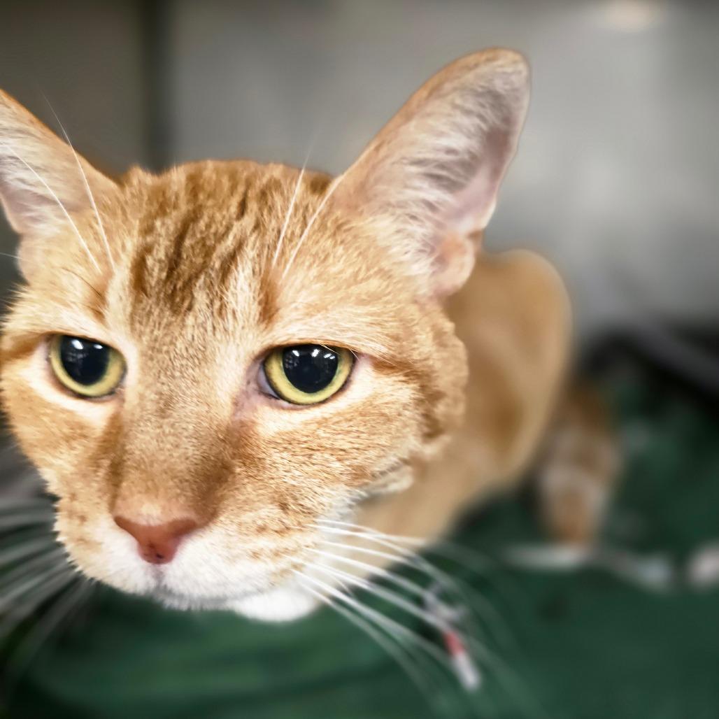 Enlarge Lorenzo, a Adoptable mixed breed in Waldorf, MD image 2/4