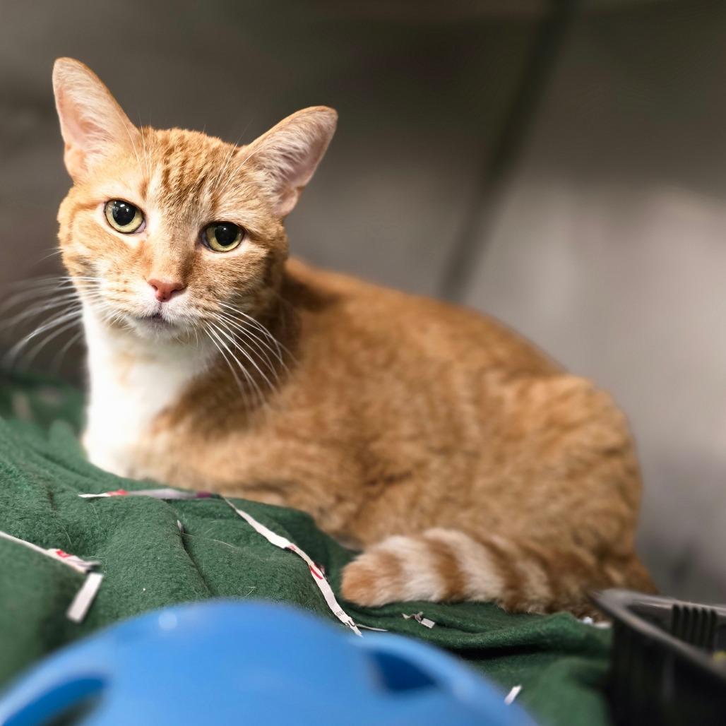 Enlarge Lorenzo, a Adoptable mixed breed in Waldorf, MD image 4/4