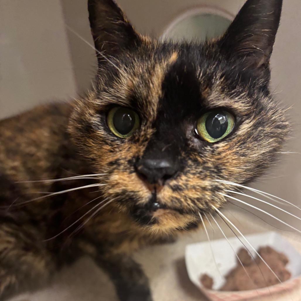 Shelly, Adoptable, Senior Female Domestic Short Hair.